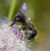 Osmia dimidiata